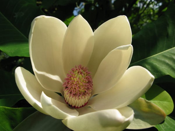 Magnolia bark-Honokiol