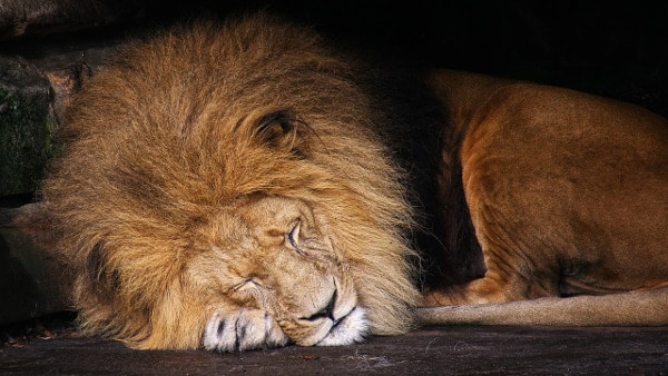 Phenibut sleep train hard