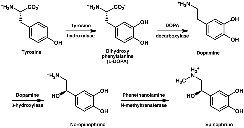 l-tyrosine and- adderall